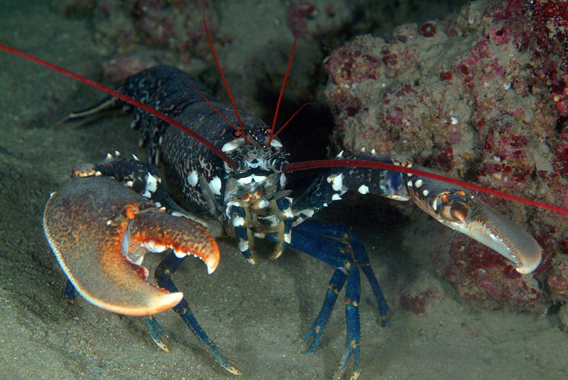 Homarus gammarus